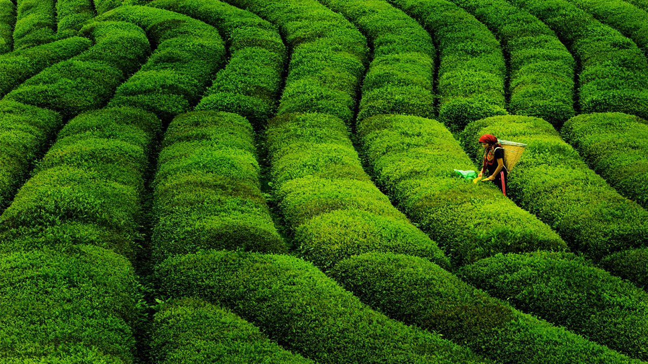 Çaykur İş Başvurusü Online Form ve Gerekli Belgeler